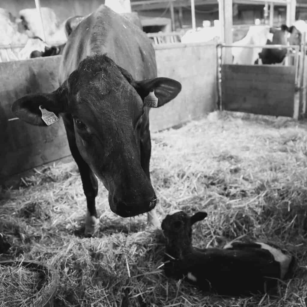 Vache laitière exploitation suisse attestation ClimaCert bilan carbone