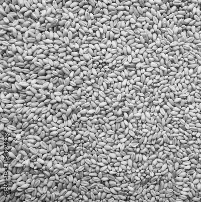 Matières premières agricoles suisses décarbonation Scope 3 FLAG entreprises agroalimentaires