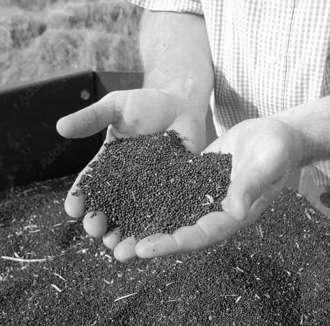 colza, matière première décarbonée