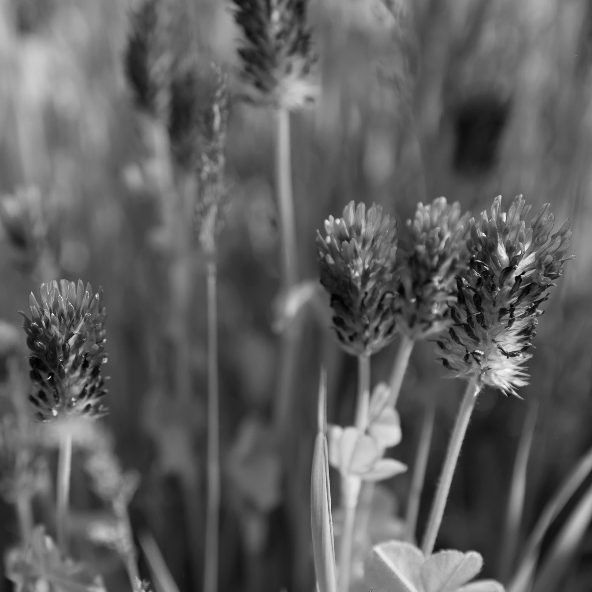 Trèfle culture agricole suisse stockage carbone décarbonation Scope 3 FLAG Crédit @Anais Salson